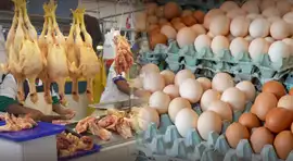 Gripe aviar en Perú: ¿Es seguro comer pollo y huevos tras alerta de Senasa? Minsa aclara dudas tras emergencia sanitaria