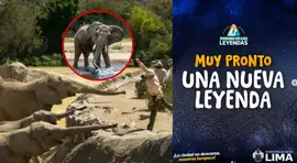 ¡DESPUÉS DE 25 AÑOS, VUELVEN LOS GIGANTES! Parque de las Leyendas prepara la llegada de DOS ENORMES ELEFANTES