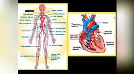 Conoce el corazón y su función en el sistema circulatorio.