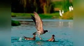 Municipalidad de Lima promueve ingreso gratuito a los Pantanos de Villa.