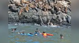 Turistas extranjeros llegan a este paraíso del mar para bañarse con estos hermosos animales. 