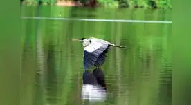 Ayuda con tu voto para que se convierta en el mejor lugar para la vida silvestre. Ayuda con tu voto para que se convierta en el mejor lugar para la vida silvestre.