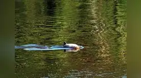 Reserva Nacional Pacaya Samiria está en el top ten de los mejores lugares para la vida silvestre. Reserva Nacional Pacaya Samiria está en el top ten de los mejores lugares para la vida silvestre.