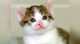 Gato doméstico Gato doméstico