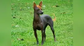 En nuestro país se han identificado tres tipos de perro sin pelo