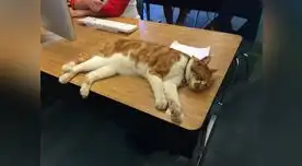 Este gato estudia más que tú Este gato estudia más que tú