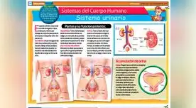 Conoce los componentes del sistema urinario.