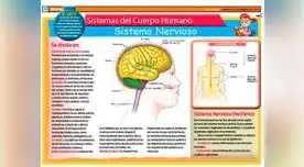Conoce el Sistema Nervioso Central y Periférico del cuerpo humano