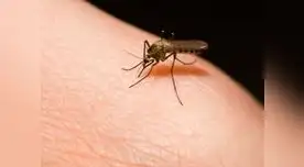 Evita los insectos en casa. Lee estos consejos.