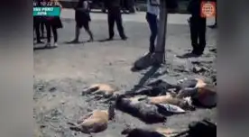Muerte de perros causó triste e indignación en San Antonio de Cañete.