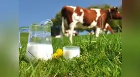  Los lácteos pertenecen al grupo de alimentos de origen animal