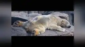 Hace dos años se pedía su traslado a Canadá.