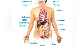 Aprende de qué trata el proceso de la deglución en el sistema digestivo.