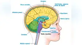 Conoce todo sobre el sistema nervioso.