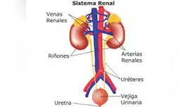 Cuerpo humano: ¿Cuáles son los órganos del sistema urinario?