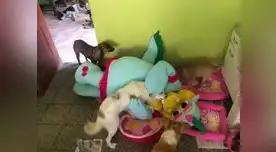 Con amor hacia los animales.