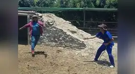 Choca haciendo de toro