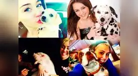 Luchando por los derechos de los animales Luchando por los derechos de los animales