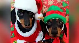 Ellos también merecen cenar rico como tu Ellos también merecen cenar rico como tu