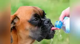Las razas braquiocefálicas (bulldog, boxer, pekinés, pug y el shihtzu) tienen mayor predisposición al calor por su dificultad para respirar Las razas braquiocefálicas (bulldog, boxer, pekinés, pug y el shihtzu) tienen mayor predisposición al calor por su dificultad para respirar