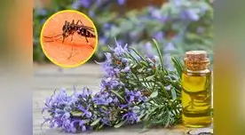 Prepara este repelente a base de lavanda y ya no te picarán los zancudos