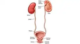Conoce los cuidados del Sistema Urinario en el cuerpo humano.