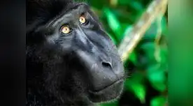 Macaco no tendrá derechos de autor de sus fotos