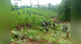 Se han erradicado más de 14 mil hectáreas de hoja de coca en el país Se han erradicado más de 14 mil hectáreas de hoja de coca en el país