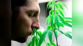 Ofrecen trabajo para catar marihuana