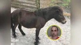 Hombre es detenido por haber tenido sexo con un pony