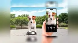 Muchos perros y gatos alrededor del mundo tienen su propia cuenta de Instagram o Facebook, donde sus familias publican los momentos más tiernos de sus mascotas