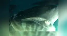 El gigantesco animal fue grabado en el Golfo de México El gigantesco animal fue grabado en el Golfo de México