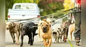 La tercera edición de la Caminata Familiar con Perros  5k  Hush Puppies , organizada  por Perú Runners  con el apoyo  de la Municipalidad  de Miraflores. 