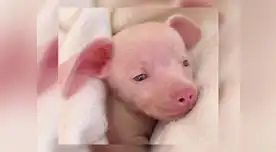 Perrito discapacitado es símbolo de superación e inclusión