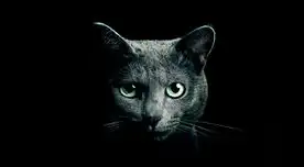 El gato es la sensación en nuevo reto viral El gato es la sensación en nuevo reto viral