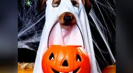 Disfraces al alcance de tu bolsillo