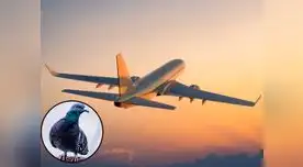 Paloma causó desconcierto en la tripulación