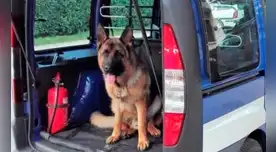 Traficantes escriben una carta de despedida a perro fallecido y dejan “curioso regalo” al final del escrito