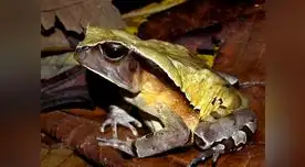 Este sapo imita a una serpiente venenosa para evitar a los depredadores