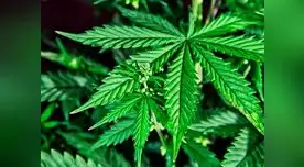 Auroridades de Nueva Escocia, en Canadá, investigan a la empresa que sirvió esos alimentos