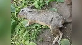 Traficantes de terreno matan y destruyen hogar de vizcachas Traficantes de terreno matan y destruyen hogar de vizcachas