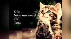 Día del gato Día del gato