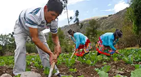 Los diferentes programas que tiene el Estado peruano comenzarán a recurrir a los productores peruanos para la adquisición de sus productos y evitar la importación extranjera.