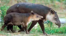 Tapir andino.
