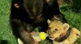 Mona y un leon pequeño enternecen las redes sociales.