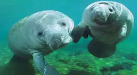 Manatíes amazónicos.