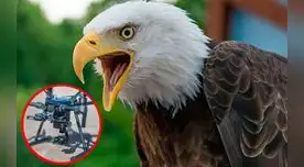 Águila calva atacó a dron que volaba sobre el lago Míchigan. Águila calva atacó a dron que volaba sobre el lago Míchigan.