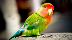 El pequeño loro cautivó a todos en Instagram. El pequeño loro cautivó a todos en Instagram.