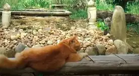 La historia de la gatita se volvió viral en las redes sociales.