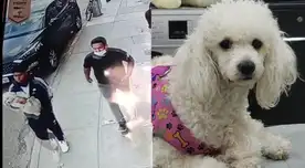 Vecinos denuncian a delincuentes que se dedican a robar perros en La Victoria